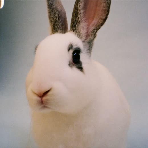 A rabbit looking towards the camera
